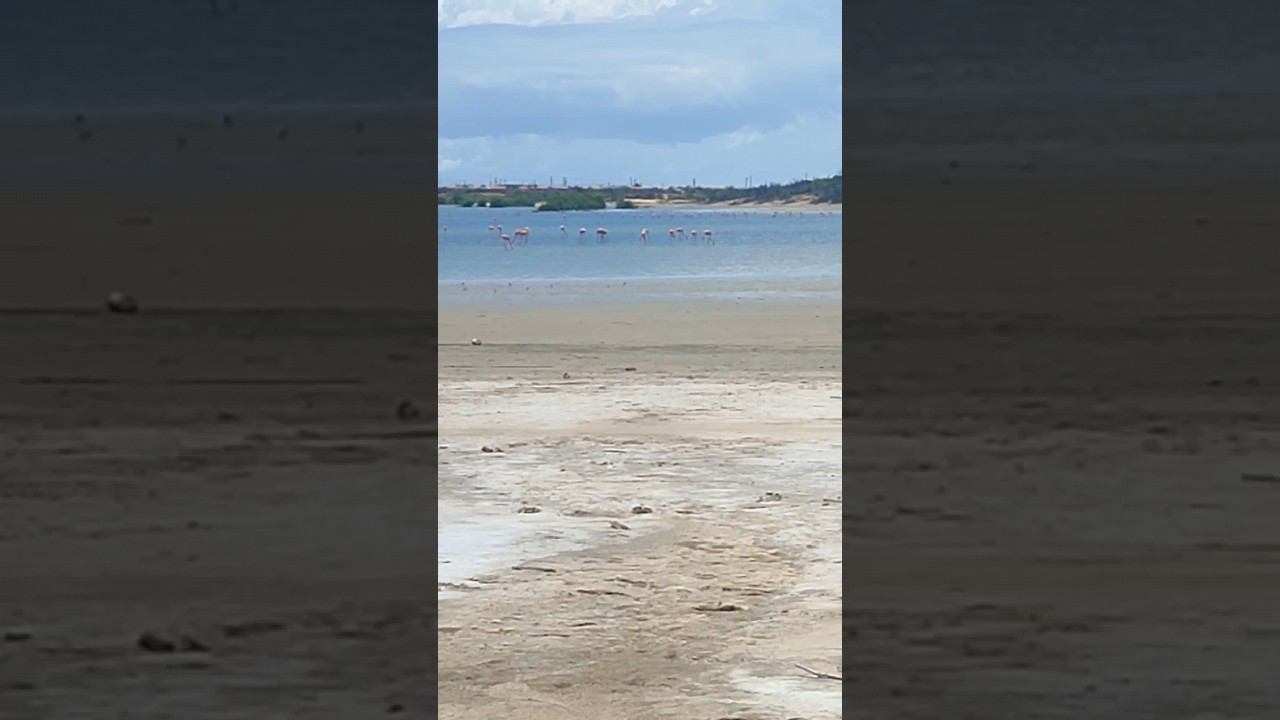 Розовый фламинго - остров ️ Маргарита, Венесуэла смотреть онлайн