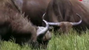 Мир животных. Пустыни и саванны. Материнское чувство . Буйвол соперник льва.  Африка.