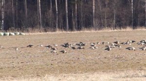 Стая гусей на отдыхе.