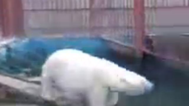 Белый миша в зоо Е г смотреть онлайн