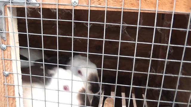 Профилактика кокцидиоза у кроликов. смотреть онлайн