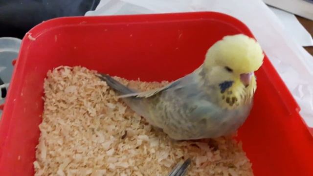 ? ? Птенец выставочного волнистого попугая радужного окраса Фовард смотреть онлайн