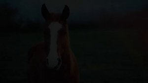 Звуки лошади / ржание коня / голос лошади