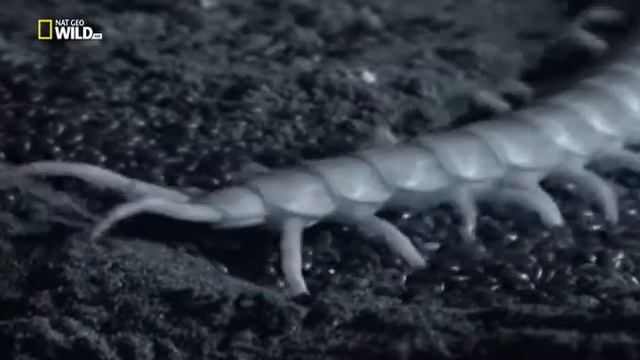 Удивительные насекомые (Сколопендра) смотреть онлайн