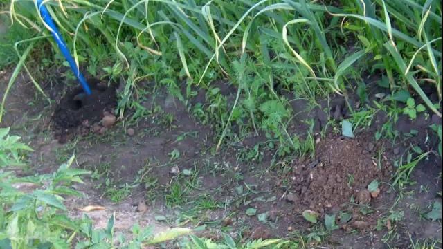 Метод обратного бура. Обработка задерненной почвы без нарушения слоев смотреть онлайн