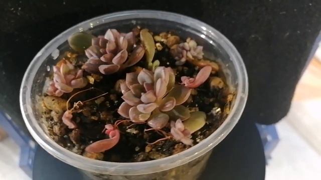 Граптоверия purple dream смотреть онлайн
