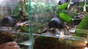 Растения в террариуме для лягушек.