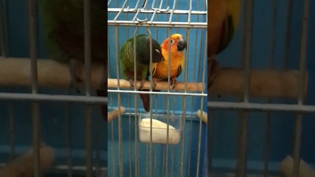 Пиррура и солнечная Аратинга - знакомство! Гарри и Бруня. смотреть онлайн