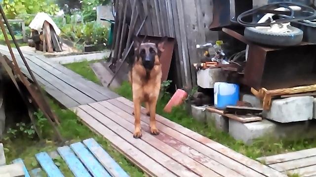 Немецкая овчарка гавкает смотреть онлайн