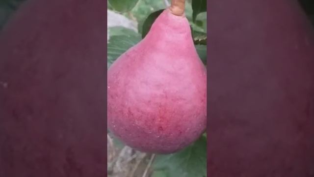 Груша Старкримсон смотреть онлайн