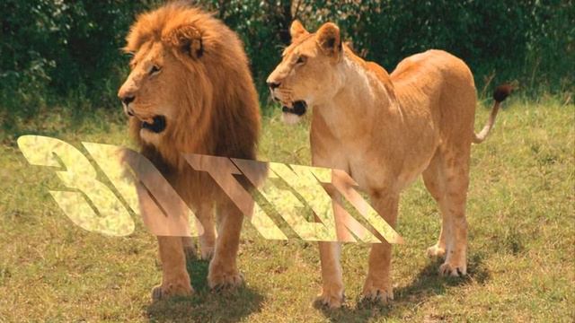 Выполнение урока: Текст в 3D "Львы на природе" смотреть онлайн