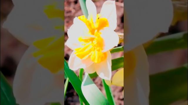 Нарцисс Narcissus смотреть онлайн