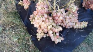 Велес виноград -  описание сорта ,  плодоношение в условиях Подмосковья