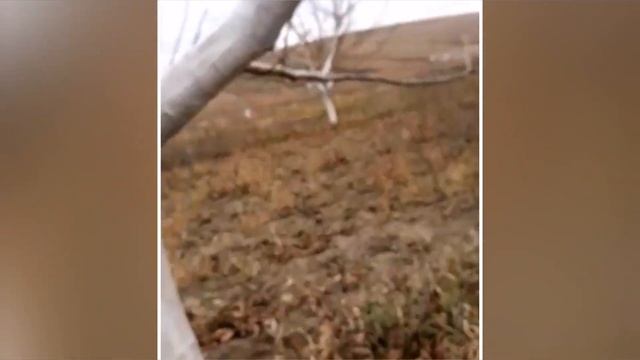 Ореховый сад, побелка деревьев 2018 смотреть онлайн