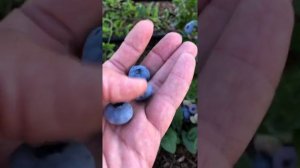 Обзор сорта Голубики Хурон (Huron)