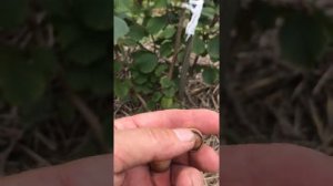 Фундук Средней полосы сорт Сахаристый