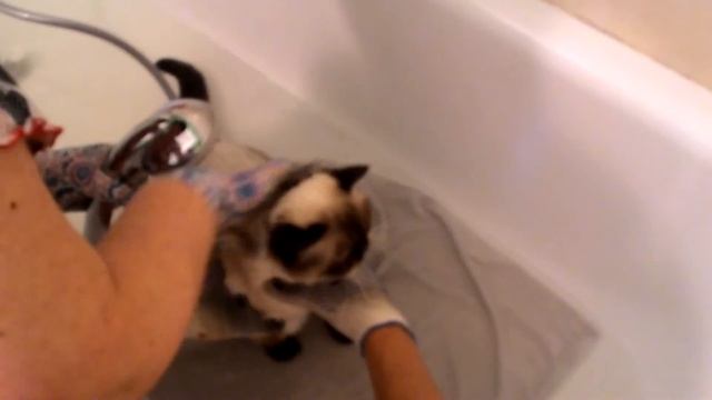 Kак помыть британскую кису ♥ смотреть онлайн