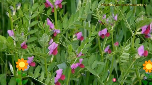 Смесь сидератов Вика яровая. Краткий обзор, описание характеристик, где купить семена смотреть онлайн