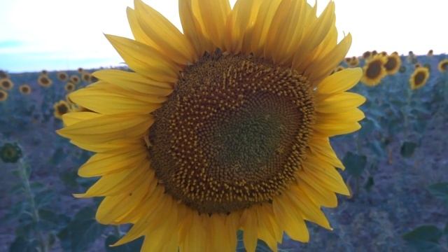 GIRASOL: Helianthus Annuus (www.riomoros.com)