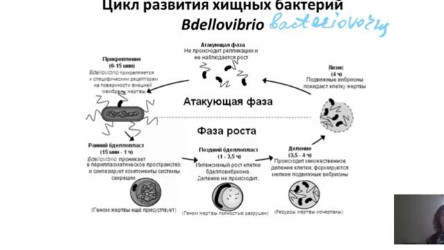 Взаимоотношения между микроорганизмами. Антагонизм. Хищничество. Паразитизм. Часть 3 смотреть онлайн