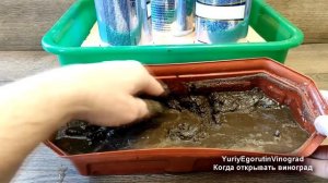 ? Когда ОТКРЫВАТЬ ВИНОГРАД? Как уходить от апрельских ЗАМОРОЗКОВ? Почему ВЫПРЕВАЕТ виноград?