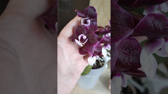 Орхидея фаленопсис Kaoda Twinkle (Black widow). Цветы фактурные, кожистые. Аромат сладкий, легкий. смотреть онлайн