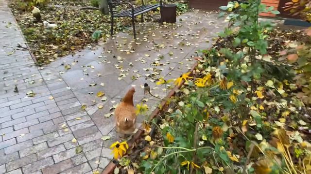 Дачная жизнь / жизнь с юмором и оптимизмом смотреть онлайн