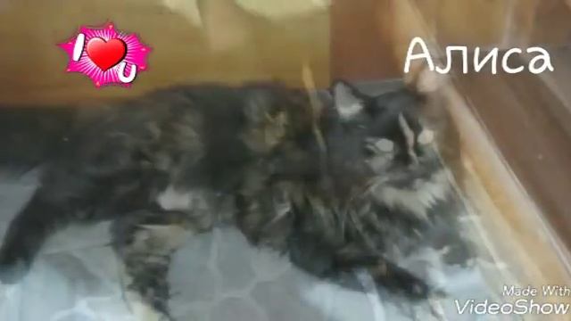 Мои домашние животные смотреть онлайн