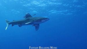 Aquarium 4K VIDEO ULTRA HD - Beautiful Coral Reef Fish And Turtle In The Ocean With Relaxing Music
