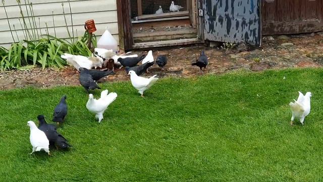 BAKI GÖYERCINLERI.Бакинские голуби линий Арунасa и Валдасa.+37068472547. смотреть онлайн