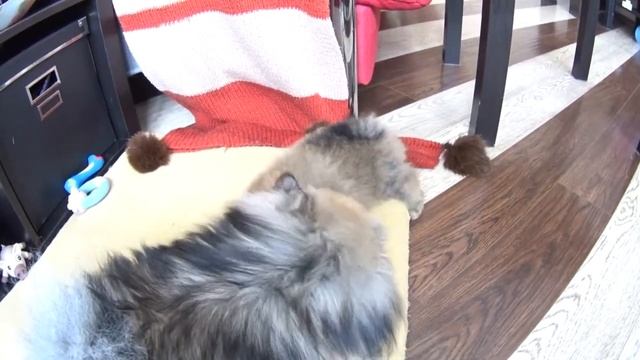 Продам шпица. Щенок немецкого шпица 2 месяца. смотреть онлайн