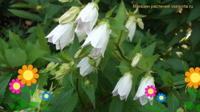 Колокольчик такесима Альба. Краткий обзор, описание характеристик campanula takesimana Alba смотреть онлайн