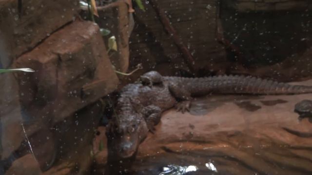 прикол 🐢 черепаха грызёт 🐊 крокодила (киевский зоопарк) смотреть онлайн