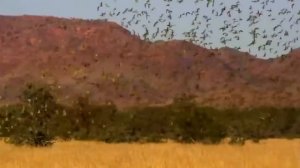 Удивительная природа.Попугаи Австралии