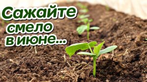 Обязательно посадите эти овощи и зелень в июне! Что можно посадить в июне на огороде?