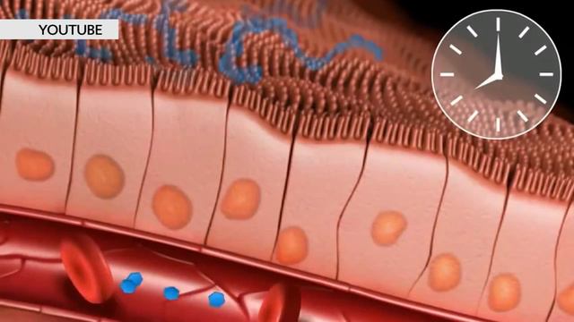 Как вырабатывается инсулин смотреть онлайн