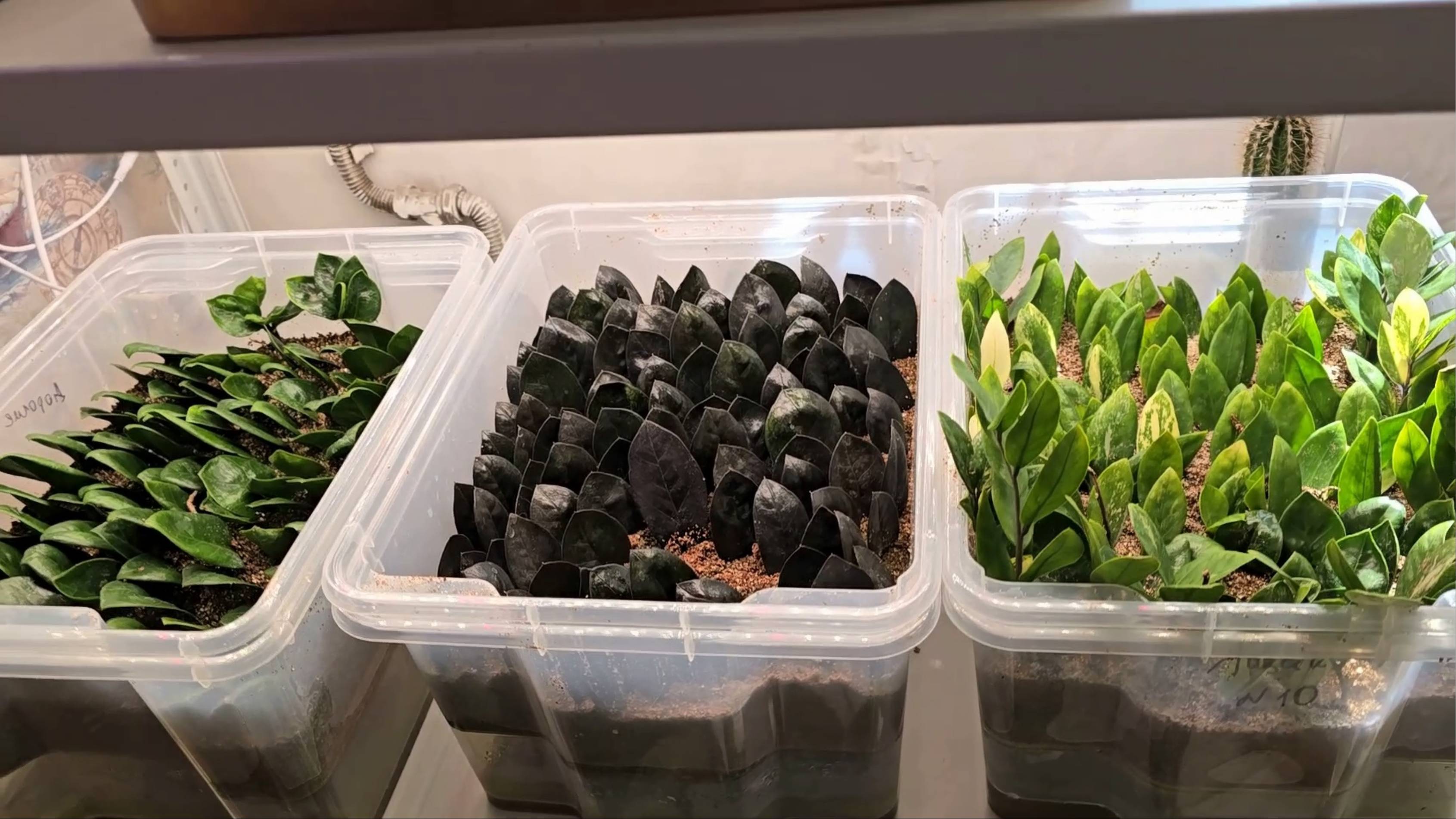 Урожай замиокулькаса, очень много укорененных листиков, что выросло за 2,5 месяца смотреть онлайн