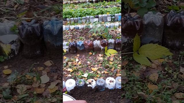 22.10.2019 КАК Я МАЛИНУ САЖАЛА.☝️😌🍇 смотреть онлайн