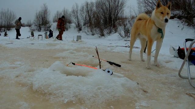 Щучка по первому льду - открытие зимнего сезона 2018! смотреть онлайн