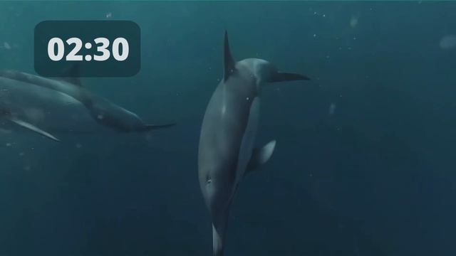 Deep Relaxation Music & Dolphin Noises | 5 Minutes Timer