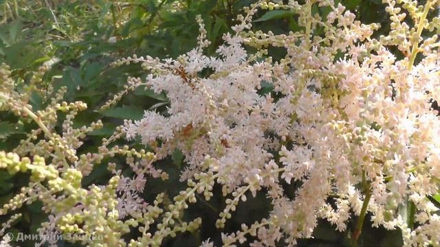 Астильба простолистная Пинк Лайтнинг - Pink Lightning смотреть онлайн