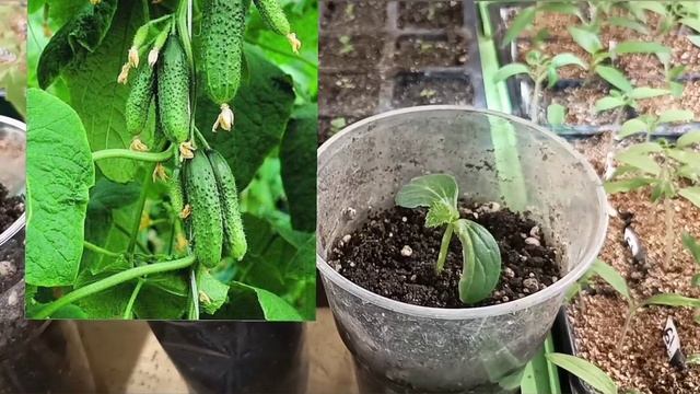 Лучший огурец. смотреть онлайн