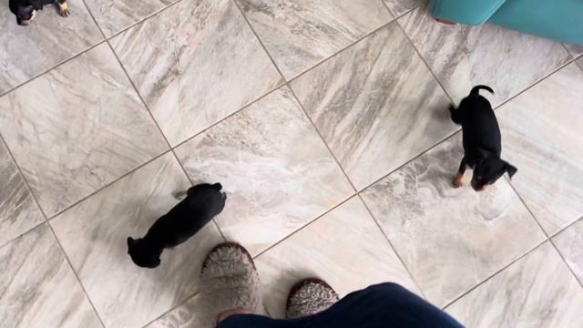 Russian Toy puppies , 1 month 😍 смотреть онлайн