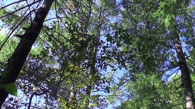 Нам так важны Настройка, Резонанс, и выверенный внутренний Баланс, самостоятельные к этому шаги ... смотреть онлайн