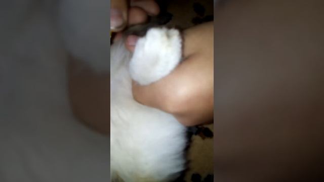 Кошки мы вытаскиваем и укуса человека смотреть онлайн