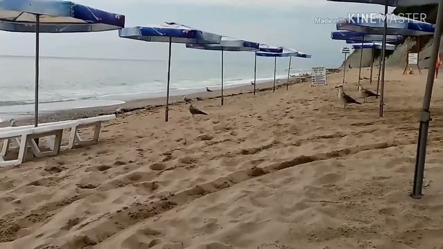 Чайки – на пляже хозяйки. ?? смотреть онлайн