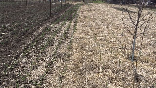 Выращивание чеснока под соломой смотреть онлайн