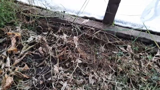 В Якутии выпал снег 10.10.2020. Сидераты в теплице ещё растут. смотреть онлайн