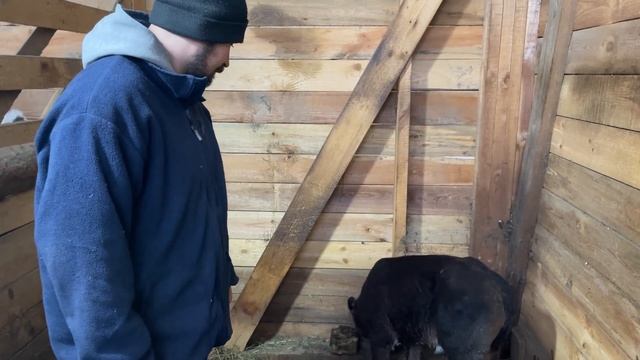 МЫ КУПИЛИ КОРОВУ! НАША ФЕРМА! ЖИЗНЬ ПРОСТЫХ ЛЮДЕЙ В ДЕРЕВНЕ! смотреть онлайн