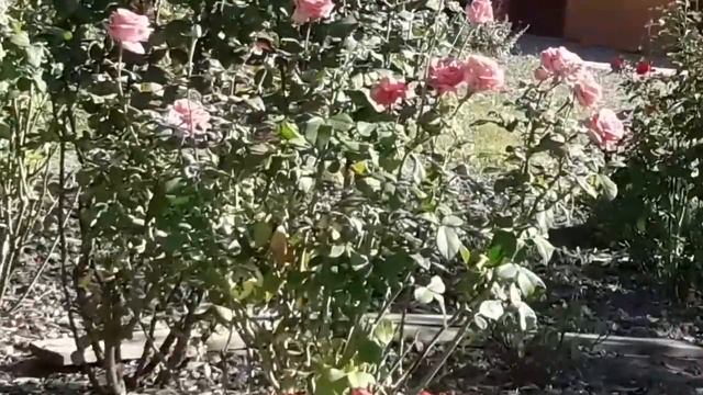 ? С ПРАЗДНИКОМ ВАС ВСЕХ - ПОКРОВ ПРЕСВЯТОЙ БОГОРОДИЦЫ !!! ? смотреть онлайн